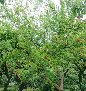 DSC_76411.jpg